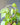 Jute Circle Plant trellis- 6 in with neon philodendron