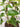 pothos plant with arch trellis