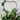 Plant on a heart shaped jute plant trellis